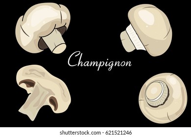 mushrooms, edible mushrooms. mushroom from different angles. the mushroom in cross section. useful vegetables.  Vector illustration with black background. the drawing hands.