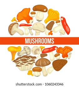 Mushrooms edible mushrooming poster. Vector flat champignon and boletus or forest chanterelle and lobster mushroom