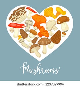 Mushrooms edible mushrooming poster. Vector flat champignon and boletus or forest chanterelle and lobster mushroom