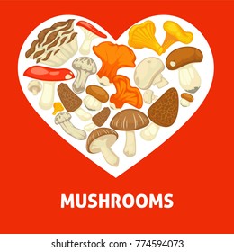 Mushrooms edible mushrooming poster. Vector flat champignon and boletus or forest chanterelle and lobster mushroom