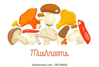 Mushrooms edible mushrooming poster. Vector flat champignon and boletus or forest chanterelle and lobster mushroom