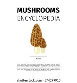 Mushrooms Encyclopedia vector design. Morel fungi icon on white background