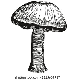 Mushrooms engraved vector , cartoon vintage drawing in black and white organic fungi