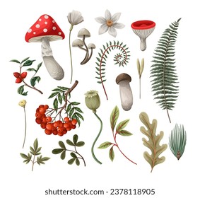 Mushrooms, fern and berries isolated. Vector