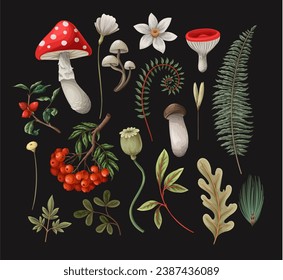 Mushrooms, fern and berries isolated. Vector