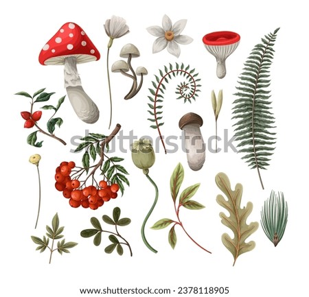 Mushrooms, fern and berries isolated. Vector