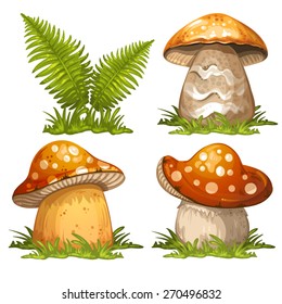 Mushrooms and ferns