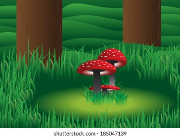  Mushrooms  in the forest  about trees and a grass.