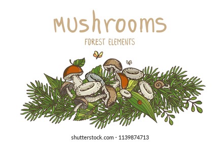 Mushrooms and forest elements. Vector multicolor sketched set