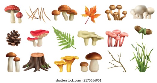 Mushrooms forest realistic set with boletus isolated vector illustration