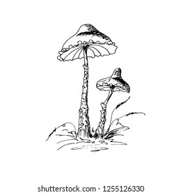 Mushrooms in the forest. Vector illustration.
