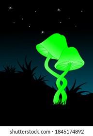 mushrooms glowing in the dark