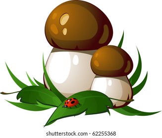 Mushrooms in the grass. Isolated on white