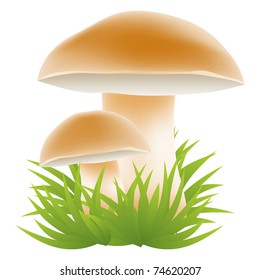 Mushrooms growing in the grass vector illustration