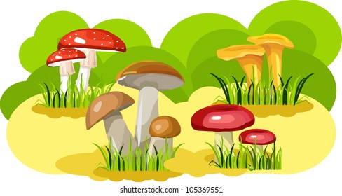 Mushrooms growing in groups in the meadow with grass