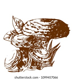 mushrooms, hand drawing, isolated on white background, vector
