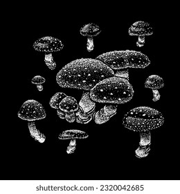 mushrooms hand drawing vector isolated on black background.