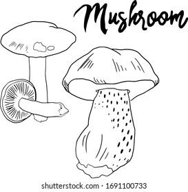 Mushrooms hand drawn line art illustration. Mushroom shiitake, oyster mushroom,truffle, chanterelle, champignon, fresh organic food isolated on white. Vector Illustration.