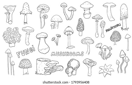 Mushrooms hand drawn linear icons set. Fly agaric, toadstool сhanterelle, porcini, portobello, oyster thin line contour symbols. Isolated vector outline fungus illustrations. Fresh organic food