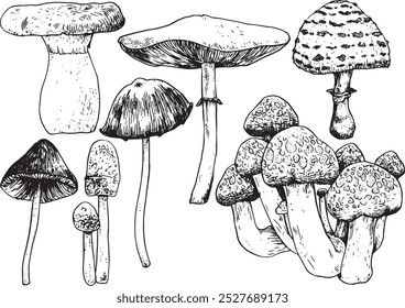 Mushrooms - hand drawn realistic vector fungi illustration set