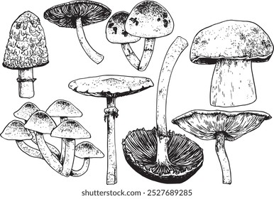 Mushrooms - hand drawn realistic vector fungi illustration set