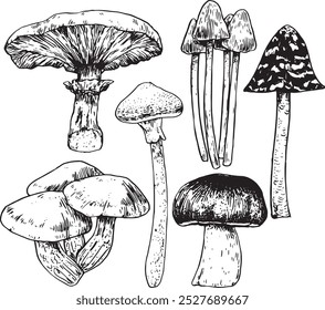 Mushrooms - hand drawn realistic vector fungi illustration set