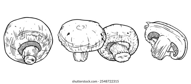 Mushrooms hand drawn set. Champignon Botanical Food ink Drawing illustration collection. Vector illustration