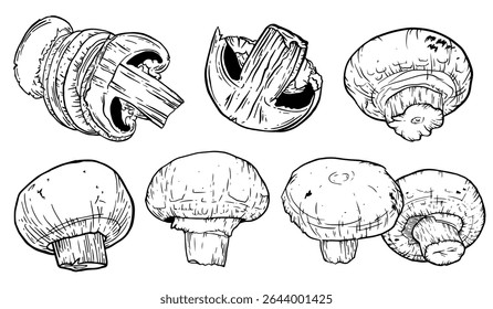 Cogumelos desenhados à mão. Champignon Botanical Food tinta Desenho coleção de ilustrações.