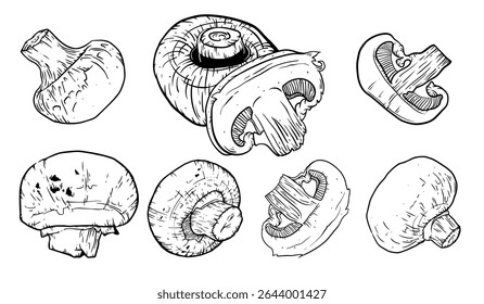 Cogumelos desenhados à mão. Champignon Botanical Food tinta Desenho coleção de ilustrações.