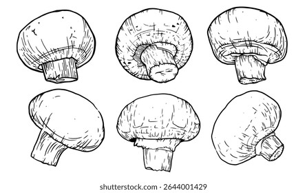 Cogumelos desenhados à mão. Champignon Botanical Food tinta Desenho coleção de ilustrações.