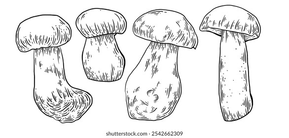 Cogumelos desenhados à mão. Cogumelo porcini Cogumelo estilo Sketch. Use a partir de pacotes, marca e design de parede. Ilustração com tinta vetorial.