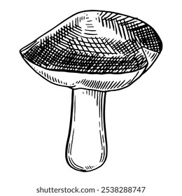 Cogumelos desenhados à mão. Cogumelo estilo Sketch. Ilustração com tinta vetorial.