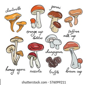 Mushrooms hand drawn vector illustrations. Nature botanical vector set with mushrooms. Healthy food illustrations