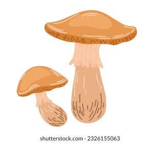 Mushrooms. Healthy organic food, vegetarian food, fresh mushrooms. Vector Hand draw Illustration isolated on the white background. 