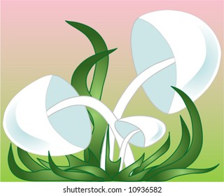 mushrooms in herb