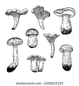 Mushrooms illustration in engraving style. Black ink drawing of boletus fungus and chanterelle isolated on white background.