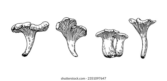 Mushrooms illustration in engraving style. Black ink drawing of chanterelle isolated on white background.