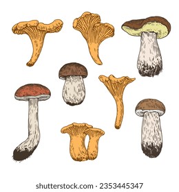 Ilustración de hongos en estilo grabado. Dibujo en color de boletus hongus y chantarelas aislados en fondo blanco.