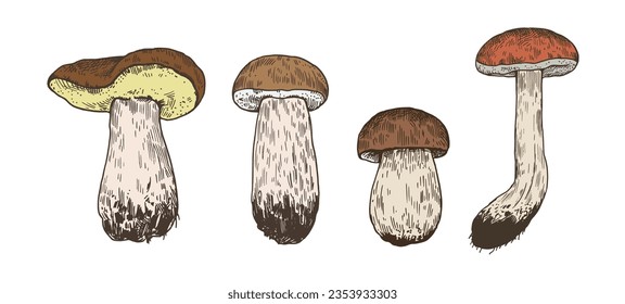 Mushrooms illustration in engraving style. Color drawing of boletus fungus and isolated on white background.