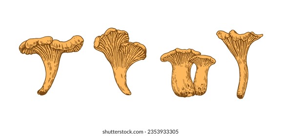 Mushrooms illustration in engraving style. Color drawing of chanterelle isolated on white background.