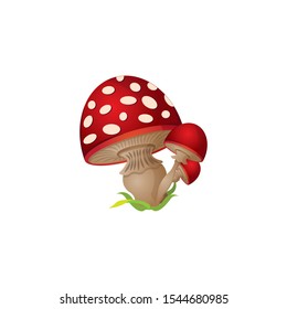 Mushrooms illustration vector illustration drawing
