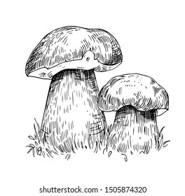 Mushrooms illustrations. Porcini sketch. Hand drawn vector