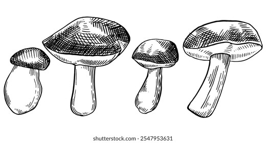 Conjunto de desenho à tinta de cogumelos. Desenhado à mão estilo Esboço Cogumelos. Ilustração com tinta vetorial.