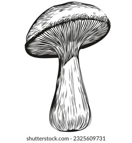 Mushrooms ink sketch drawing, vintage tattoo or t shirt print black and white vector organic fungi