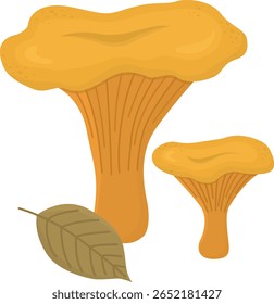 Сcogumelos hanterelle isolados sobre fundo branco. Ilustração de cogumelos e folhas comestíveis florestais