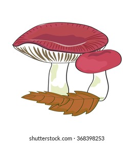 Mushrooms isolated on white background. Couple of russulles. Vector illustration. 