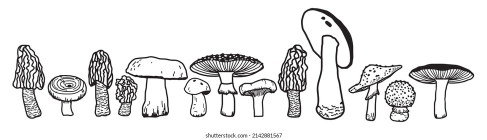 Mushrooms isolated sketch set. Autumn forest fungi. 
Family of edible mushrooms, healthy organic food. Hand Drawn collection of mushrooms. 