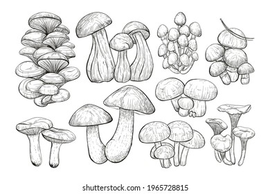 Mushrooms isolated sketch set. Hand Drawn large collection of edible mushrooms: oyster mushrooms, champignons, porcini, shiitake, chanterelles, honey agarics. Vector illustration in pencil style.