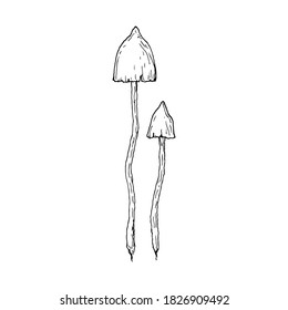 Mushrooms. Isolated toadstools. Vector cartoon illustration. Hand-drawn style.