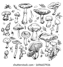 Mushrooms, leaves and berries collection. Hand drawn inking, vintage illustration. Black and white doodle line art, coloring outline, design for coloring book page
